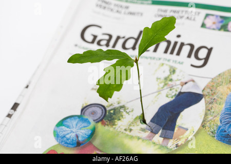 Eiche-Bäumchen, das durch die Gartenarbeit Abschnitt von einem Haufen von Zeitungen Stockfoto