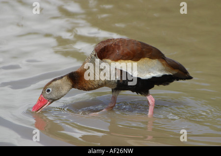 Rot-billed Pfeifen Ente Dendrocygna autumnalis Stockfoto