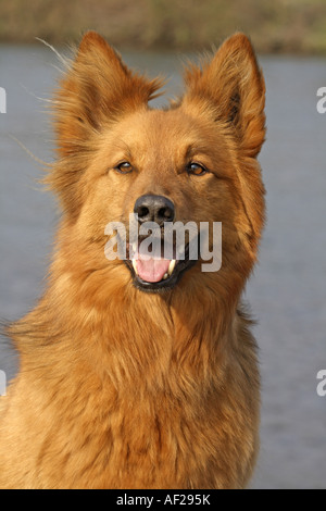 Harzer Fuchs, Harzer Fox (Canis Lupus F. Familiaris), portrait Stockfoto