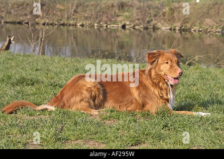 Nova Scotia Duck Tolling Retriever (Canis Lupus F. Familiaris), auf einer Wiese liegend Stockfoto