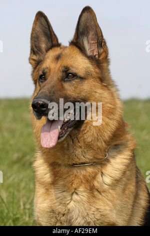 Deutscher Schäferhund (Canis Lupus F. Familiaris), portrait Stockfoto