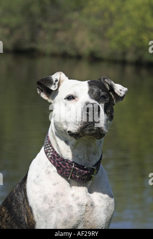 Amerikanischer Staffordshire-Terrier (Canis Lupus F. Familiaris), portrait Stockfoto