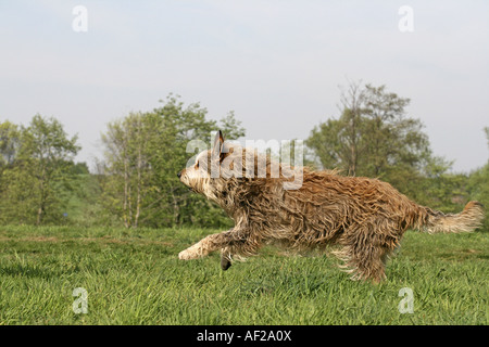 Berger de Picardie, Berger Picard (Canis Lupus F. Familiaris), läuft über die Wiese Stockfoto