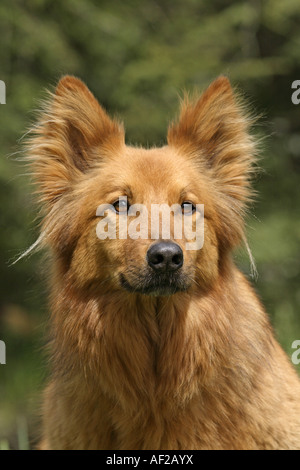 Harzer Fuchs, Harzer Fox (Canis Lupus F. Familiaris), portrait Stockfoto