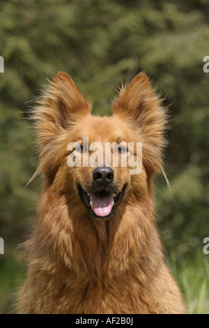 Harzer Fuchs, Harzer Fox (Canis Lupus F. Familiaris), portrait Stockfoto