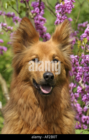 Harzer Fuchs, Harzer Fox (Canis Lupus F. Familiaris), portrait Stockfoto