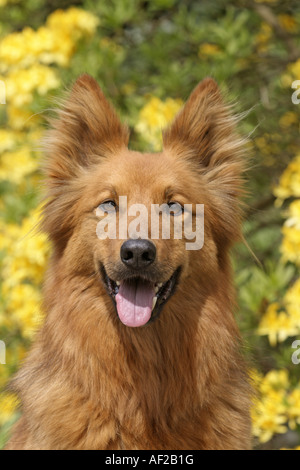 Harzer Fuchs, Harzer Fox (Canis Lupus F. Familiaris), portrait Stockfoto