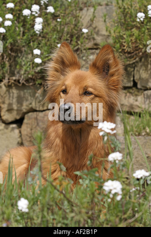 Harzer Fuchs, Harzer Fox (Canis Lupus F. Familiaris), portrait Stockfoto