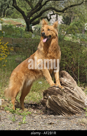 Harzer Fuchs, Harzer Fox (Canis Lupus F. Familiaris), stehend auf asnag Stockfoto