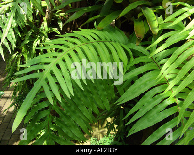 Goldene Maisöl, goldene Schlange Farn, Kohlpalme Farn (Phlebodium Aureum, Polypodium Aureum), Wedel Stockfoto