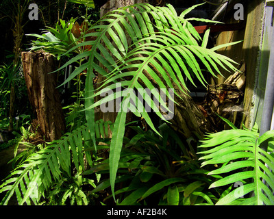 Goldene Maisöl, goldene Schlange Farn, Kohlpalme Farn (Phlebodium Aureum, Polypodium Aureum), Wedel Stockfoto