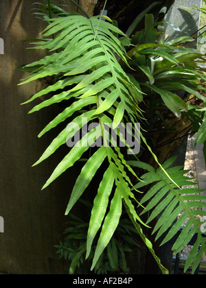 Goldene Maisöl, goldene Schlange Farn, Kohlpalme Farn (Phlebodium Aureum, Polypodium Aureum), Wedel Stockfoto