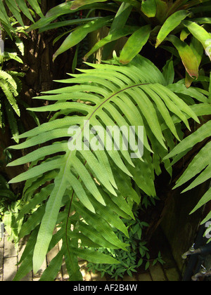 Goldene Maisöl, goldene Schlange Farn, Kohlpalme Farn (Phlebodium Aureum, Polypodium Aureum), Wedel Stockfoto