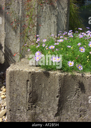 Swan River Daisy, schneiden Blatt Gänseblümchen (Brachyscome Multifida, Brachycome Multifida), in einem Behälter aus Beton Stockfoto