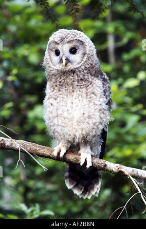 Habichtskauz (Strix Uralensis), junge sitzt auf einem Zweig, Deutschland, NP Bayerischer Wald Stockfoto