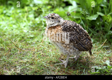 Auerhühner, Auerhahn (at Urogallus), junge, Deutschland Stockfoto