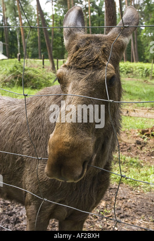 Elch, Europäischen Elch (Alces Alces Alces), jungen Elch im vivarium Stockfoto