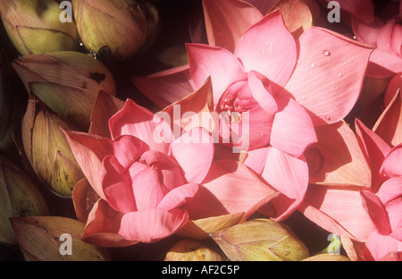 Lotusblumen blühen in einem Topf in einen Ashram in Indien. Stockfoto