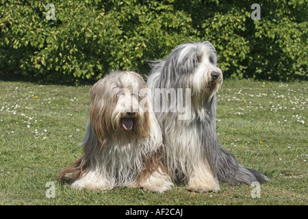 Bearded Collie (Canis Lupus F. Familiaris), Porträt von zwei liegenden Hunde Stockfoto