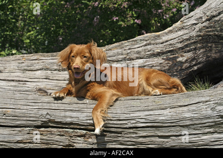Nova Scotia Duck Tolling Retriever (Canis Lupus F. Familiaris), liegen einzelnes Tier Stockfoto