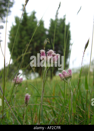 Katze-Fuß, Berges ewig (Antennaria Dioica), blüht mit Wacholder im Hintergrund, Deutschland, Nordrhein-Westfalen, Stockfoto