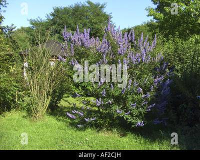 Breitblättrige Mönchspfeffer, Vitex Broad-leafed (Vitex Agnus Castus var. Latifolius, Vitex Agnus-Castus 'Latifolius', Vitex Agnus- Stockfoto