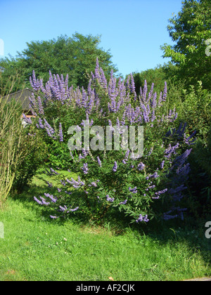 Breitblättrige Mönchspfeffer, Vitex Broad-leafed (Vitex Agnus Castus var. Latifolius, Vitex Agnus-Castus 'Latifolius', Vitex Agnus- Stockfoto