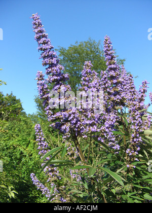 Breitblättrige Mönchspfeffer, Vitex Broad-leafed (Vitex Agnus Castus var. Latifolius, Vitex Agnus-Castus 'Latifolius', Vitex Agnus- Stockfoto