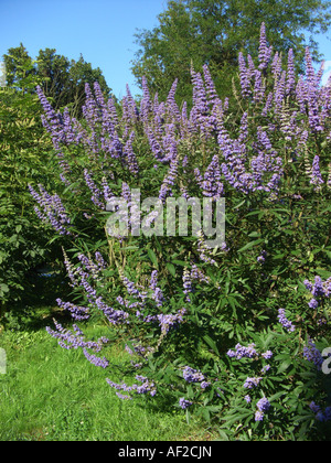 Breitblättrige Mönchspfeffer, Vitex Broad-leafed (Vitex Agnus Castus var. Latifolius, Vitex Agnus-Castus 'Latifolius', Vitex Agnus- Stockfoto