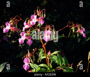 Himalaya oder indisches Springkraut Impatiens Glandulifera Royle Wye Valley hererfordshire Stockfoto