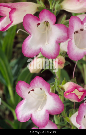 Penstemon "Laura" (Bart Zunge) Nahaufnahme von zwei rosafarbenen und weißen Röhrenblüten. Stockfoto