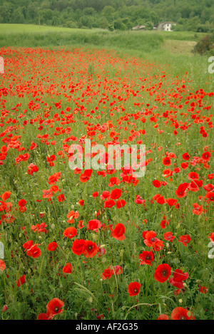 Wilder Mohn in einem Feld Stockfoto