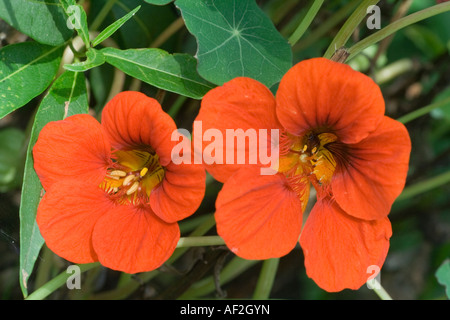 Kapuzinerkresse Orange Blumen Stockfoto