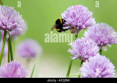 Frühling-Bienen auf dem Schnittlauch Stockfoto