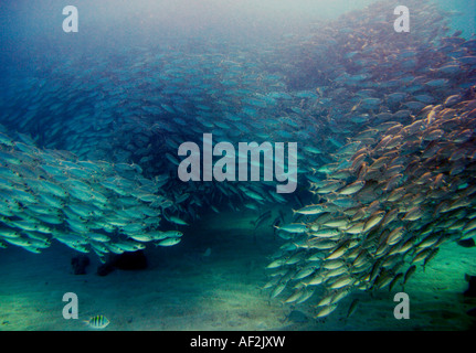 Fischschwarm Großaugenthun Scad Fisch (Selar Crumenophthalmus), Akumal Bay, Quintana Roo, Mexiko Stockfoto