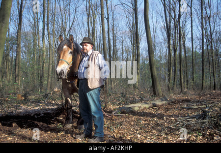 ein Logger und seinem Zugpferd bewegt einen Baum im Wald Stockfoto