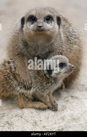 Männliche Merkat Mutter Erde mit Baby - Suricata suricatta Stockfoto