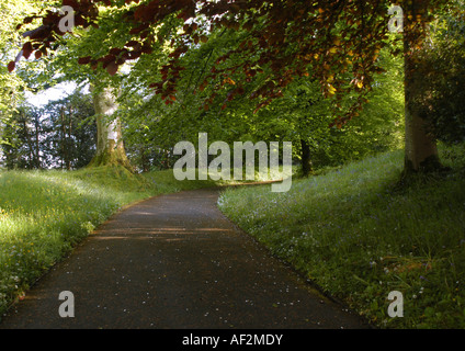 Von Bäumen gesäumten Weg Stockfoto