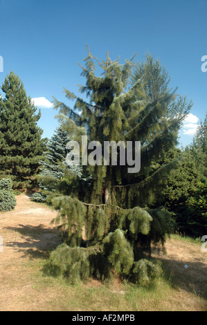 Brewer Fichte Picea Breweriana auch genannt Brewer es weinend Fichte Stockfoto