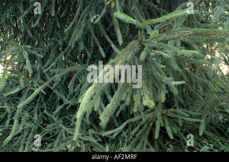 Ratte in den Schweif Fichten Picea Abies Virgata auch als Serpentin Fichte oder Schlange Fichte Stockfoto