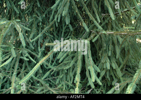 Ratte in den Schweif Fichten Picea Abies Virgata auch als Serpentin Fichte oder Schlange Fichte Stockfoto