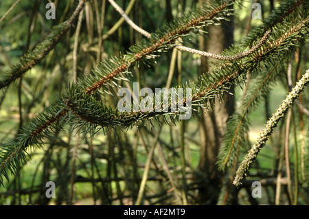 Ratte in den Schweif Fichten Picea Abies Virgata auch als Serpentin Fichte oder Schlange Fichte Stockfoto