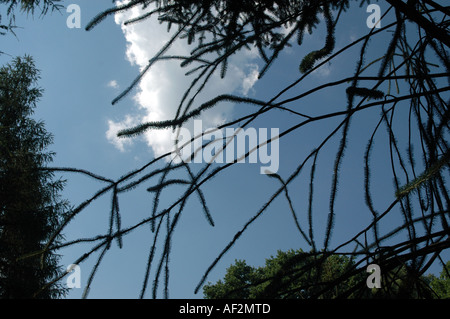 Ratte in den Schweif Fichten Picea Abies Virgata auch als Serpentin Fichte oder Schlange Fichte Stockfoto