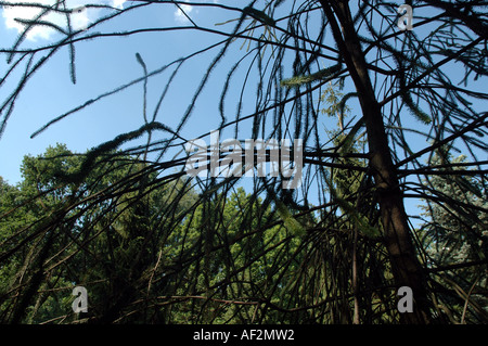 Ratte in den Schweif Fichten Picea Abies Virgata auch als Serpentin Fichte oder Schlange Fichte Stockfoto