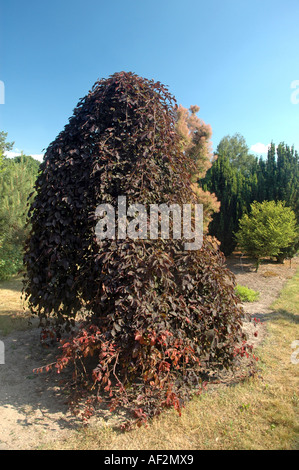 Weinend lila Buche Fagus Sylvatica 'Purpurea Pendel"auch genannt Buche Dawyck lila oder lila Brunnen Buche Stockfoto