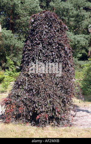 Weinend lila Buche Fagus Sylvatica 'Purpurea Pendel"auch genannt Buche Dawyck lila oder lila Brunnen Buche Stockfoto
