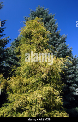 Auch japanische Falsecypress oder Golden Threadleaf Sawara-Zypresse genannt Sawara Zypresse Chamaecyparis Pisifera 'Filifera Aurea' Stockfoto