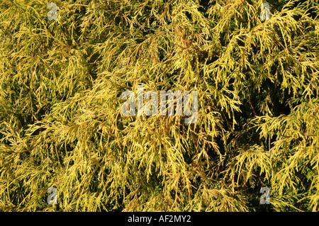 Auch japanische Falsecypress oder Golden Threadleaf Sawara-Zypresse genannt Sawara Zypresse Chamaecyparis Pisifera 'Filifera Aurea' Stockfoto