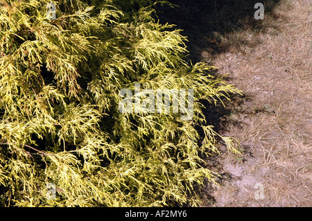 Auch japanische Falsecypress oder Golden Threadleaf Sawara-Zypresse genannt Sawara Zypresse Chamaecyparis Pisifera 'Filifera Aurea' Stockfoto