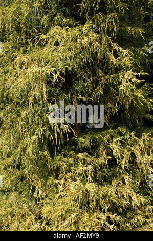 Auch japanische Falsecypress oder Golden Threadleaf Sawara-Zypresse genannt Sawara Zypresse Chamaecyparis Pisifera 'Filifera Aurea' Stockfoto